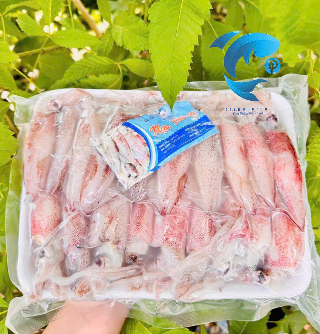 Mực trứng TN Net 7